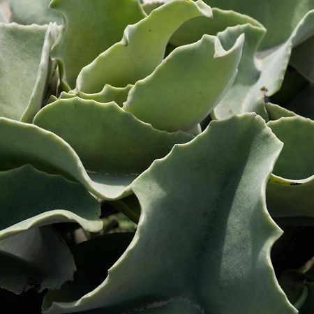 Casa Ulivo Agave Favignana At My Place ภายนอก รูปภาพ
