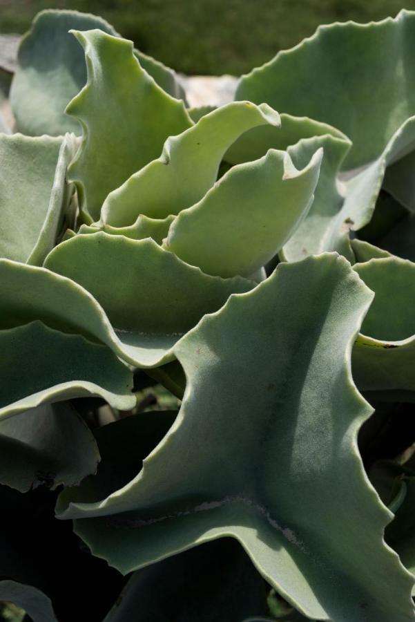 Casa Ulivo Agave Favignana At My Place ภายนอก รูปภาพ